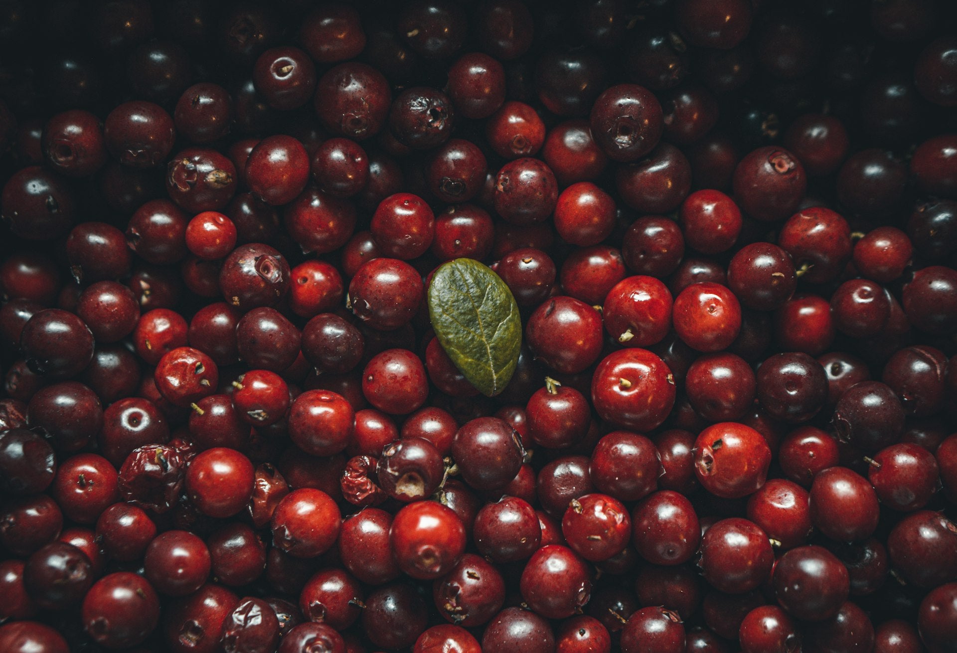 Fresh cranberries representing natural UTI prevention ingredients