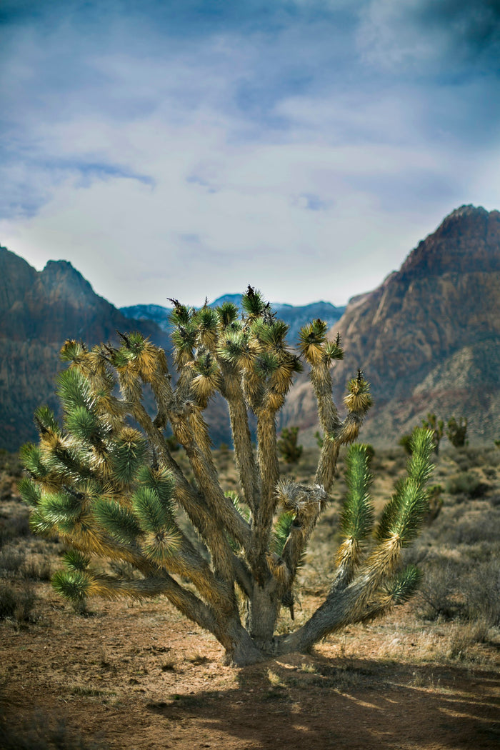 Red rock desert canyon landscape near El Paso