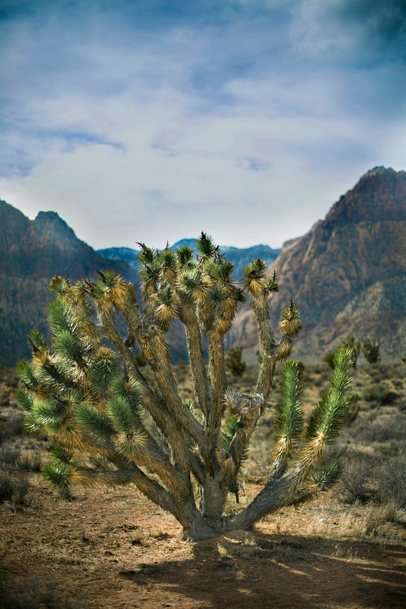 Red Rock Canyon with desert plants near Las Vegas Nevada