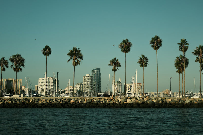 Palm trees line a cityscape with a harbor.