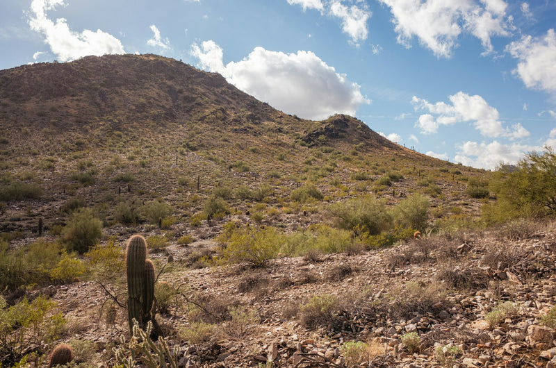 Saguaro cactus desert landscape in the Phoenix Arizona area