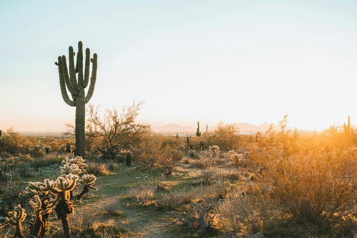Saguaro cactus in Arizona desert at golden hour