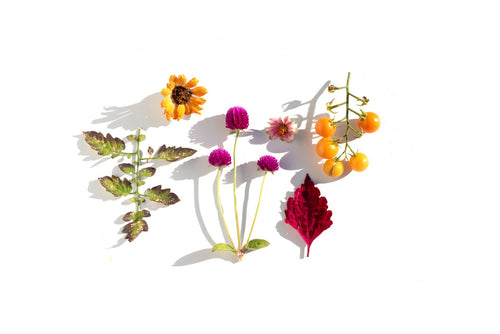Botanical herbs representing natural plant-based wellness support