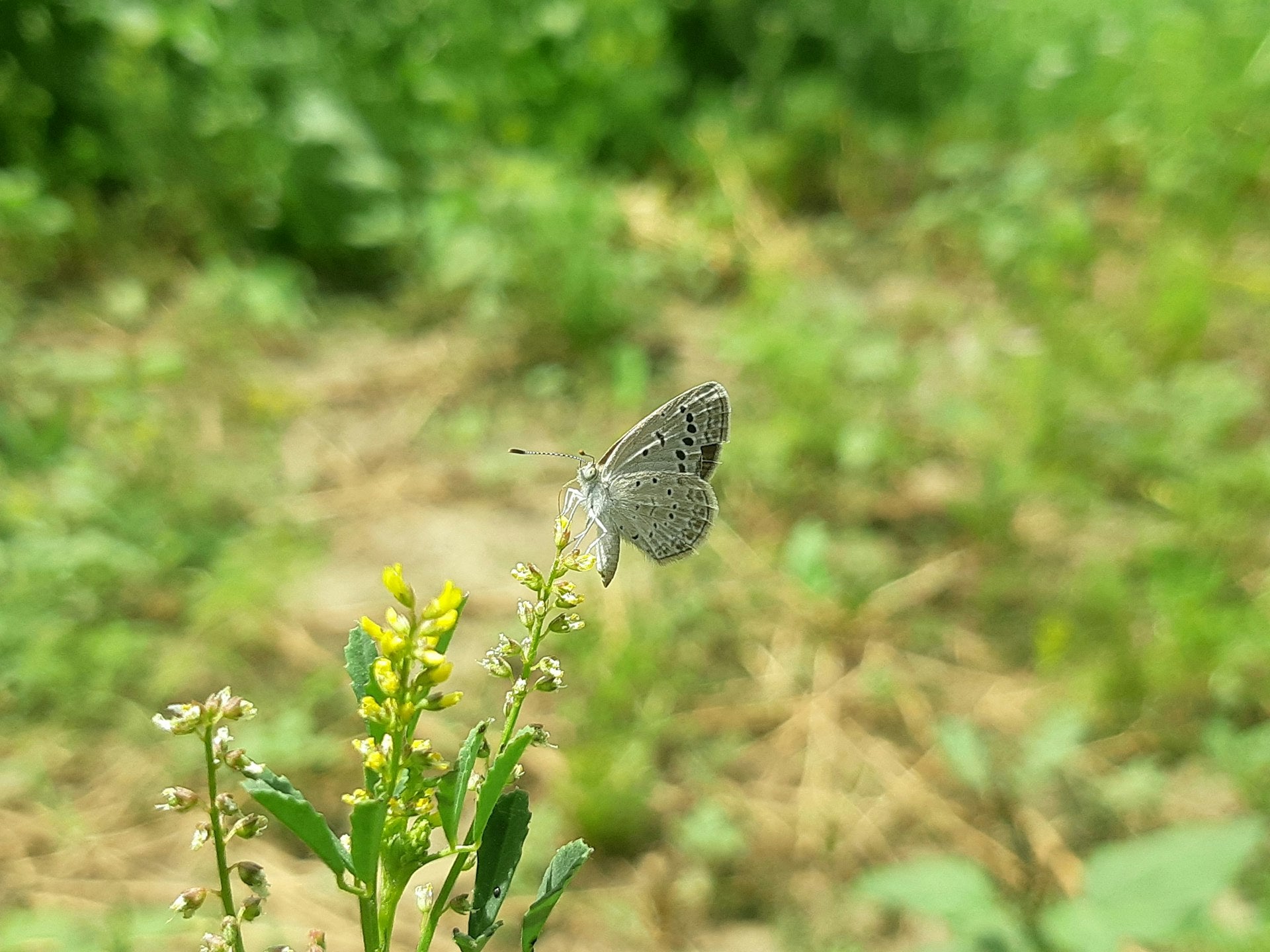 Butterfly resting on wildflower in green meadow representing the delicate balance of the vaginal microbiome