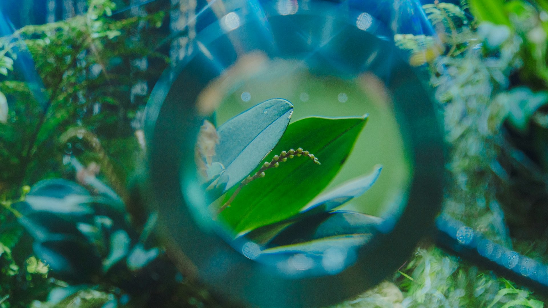 Microscopic view representing microbiome ecosystem balance
