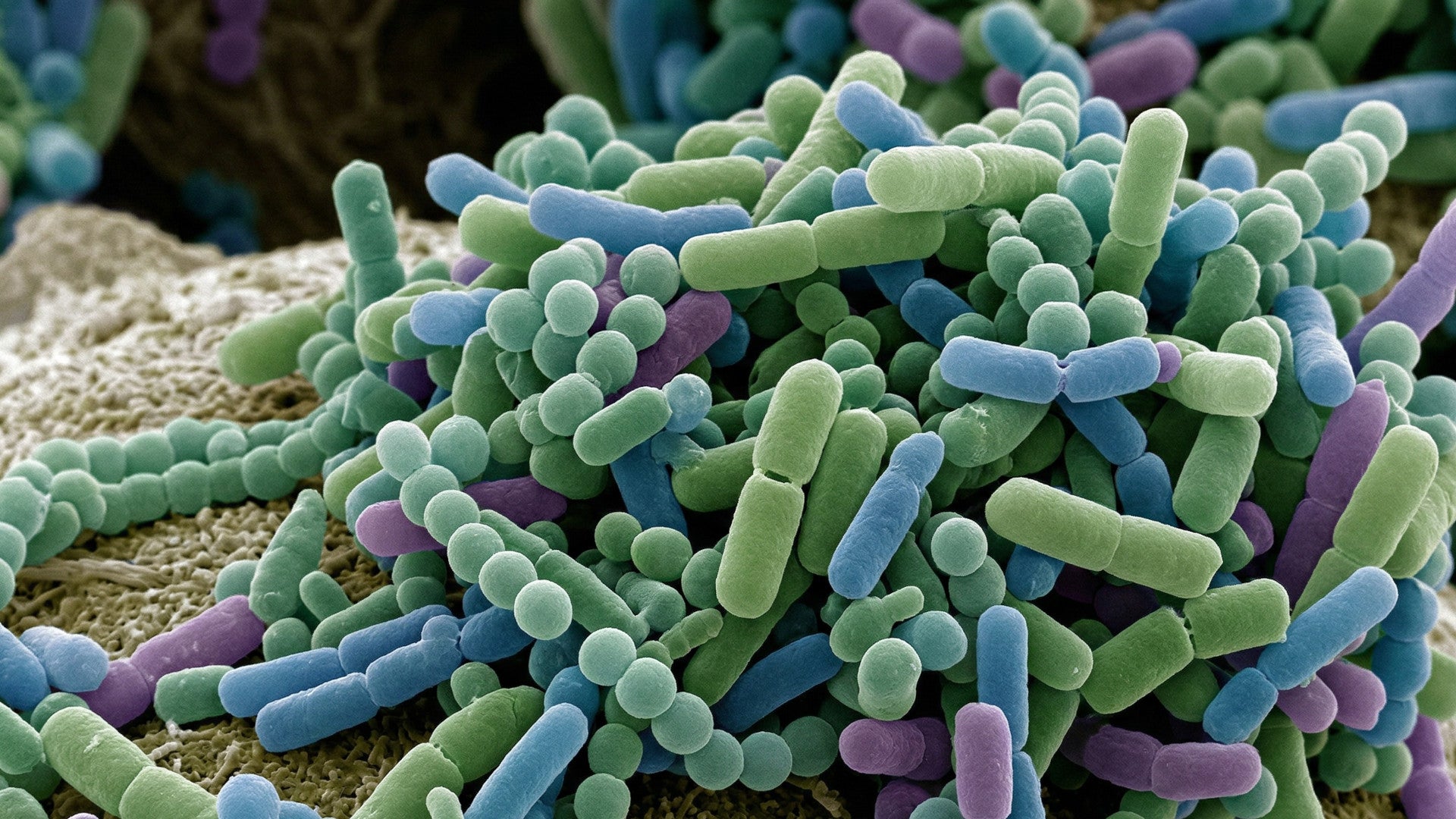 Close-up of colorful Lactobacillus bacteria under microscope representing BioticV+ postbiotic science